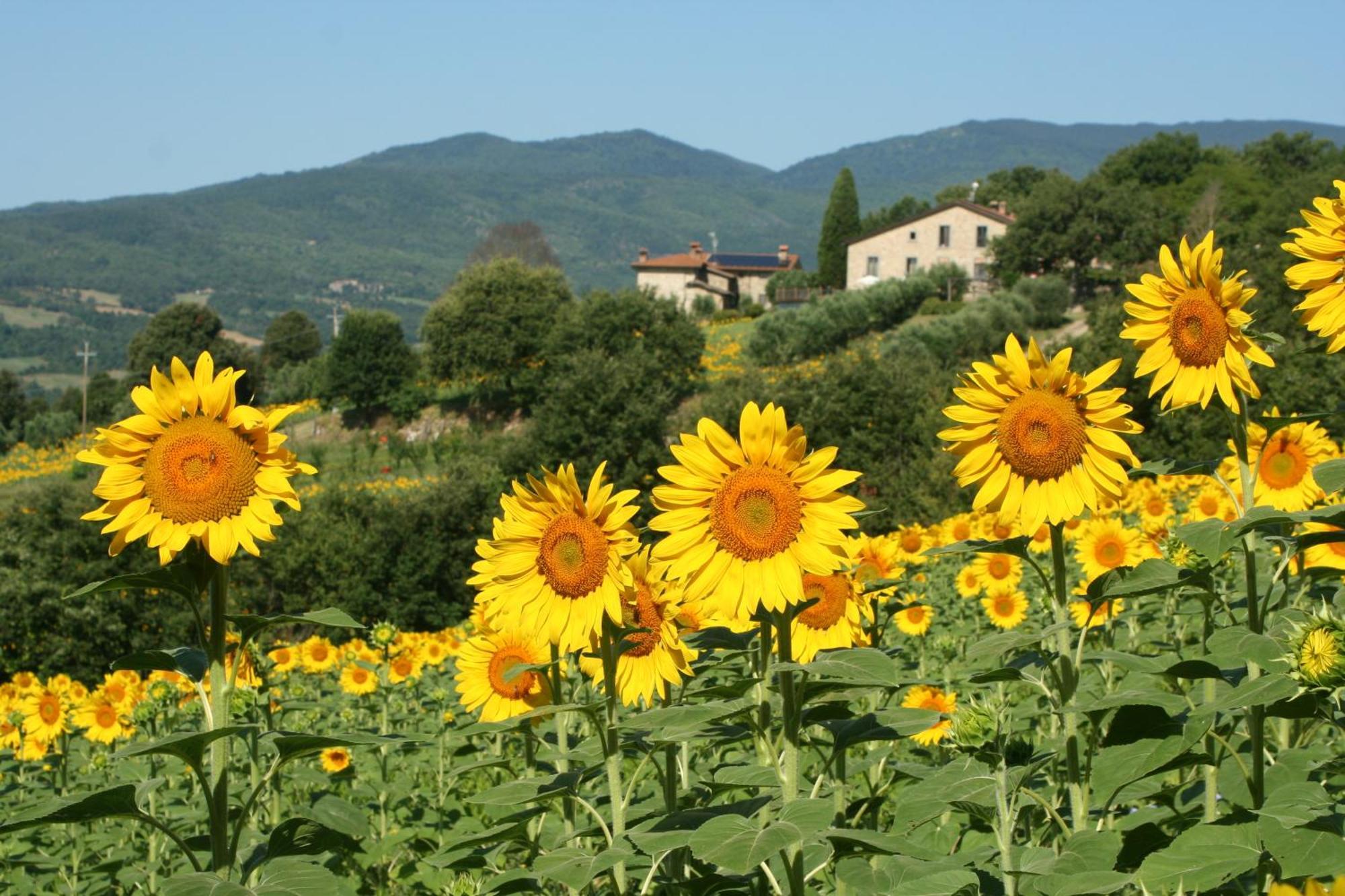 Agriturismo Le Ceregne Bio ปิเอเว ซานโต สเตฟาโน ภายนอก รูปภาพ